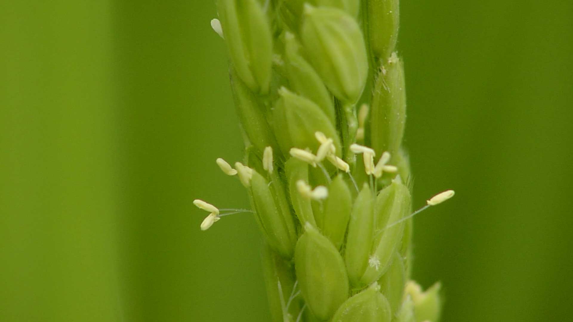 稲の花 減農薬減化学肥料特別栽培米直売 見晴農園