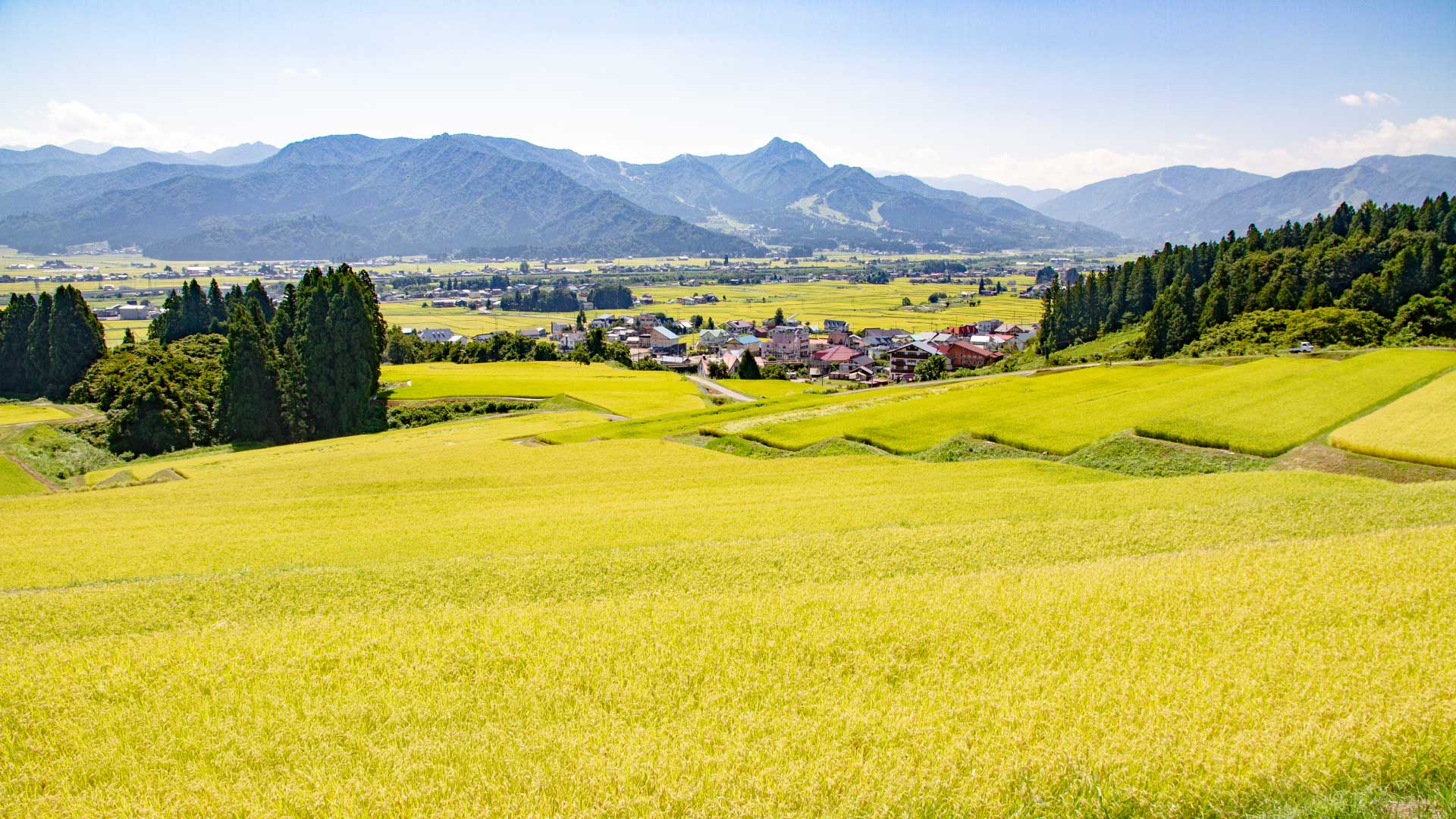 見晴農園の棚田