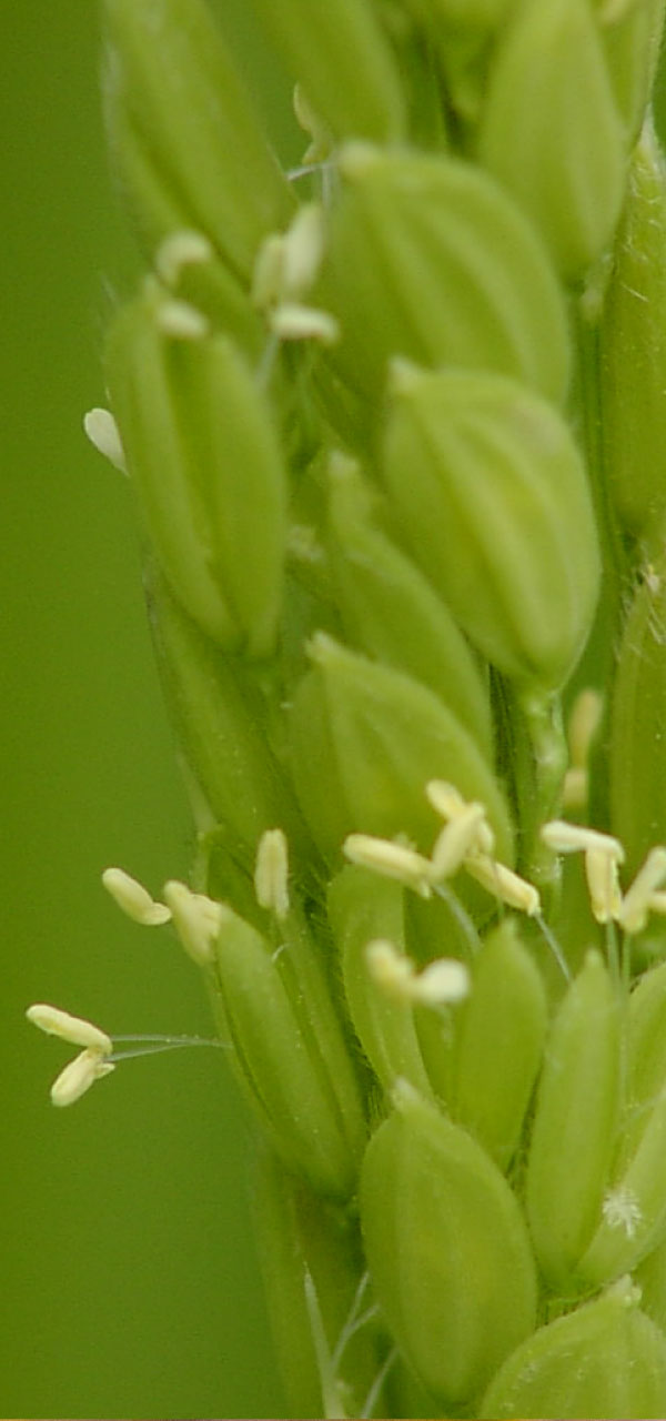 稲の花 減農薬減化学肥料特別栽培米直売 見晴農園