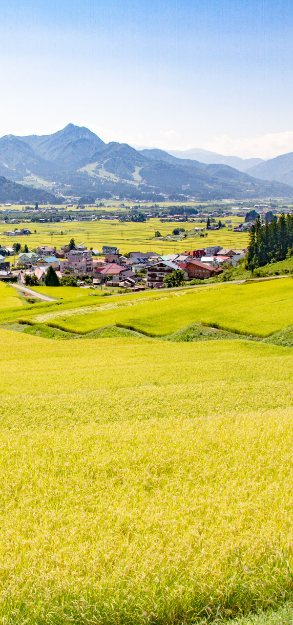 南魚沼産コシヒカリの棚田