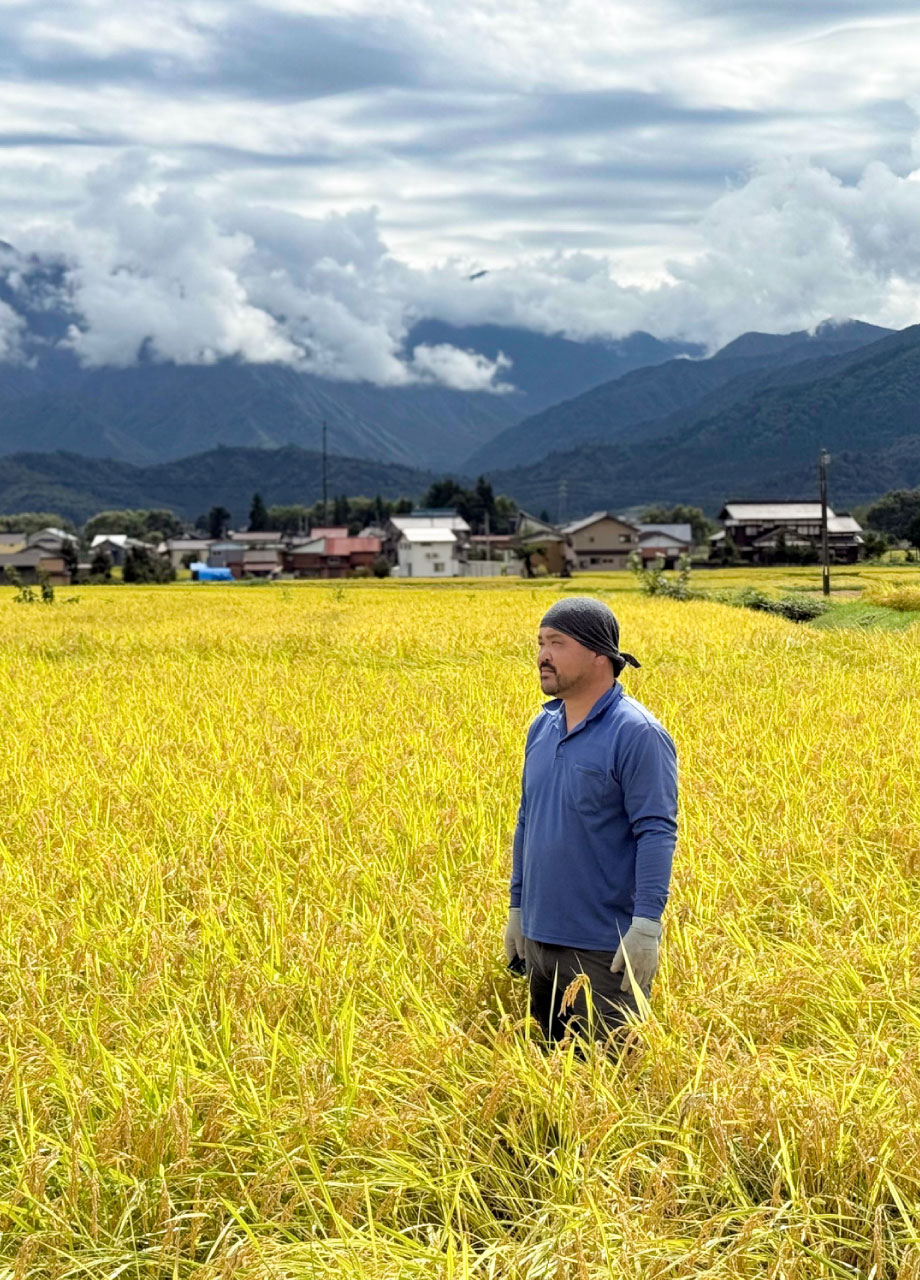 魚沼産コシヒカリの田んぼにて