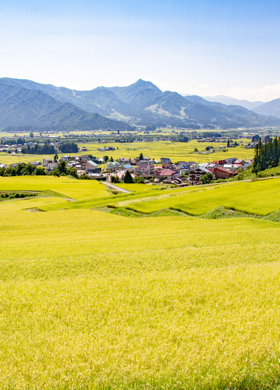 魚沼産コシヒカリの棚田