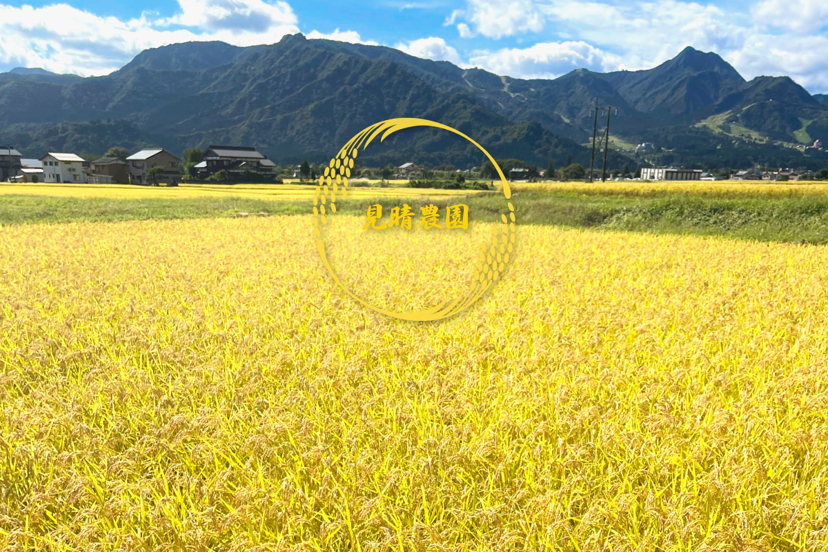 麓の一般米の田んぼ 見晴農園 みはらしのうえん