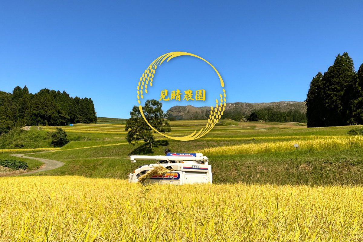 自家製魚沼産コシヒカリ棚田米の稲刈り 見晴農園 みはらしのうえん