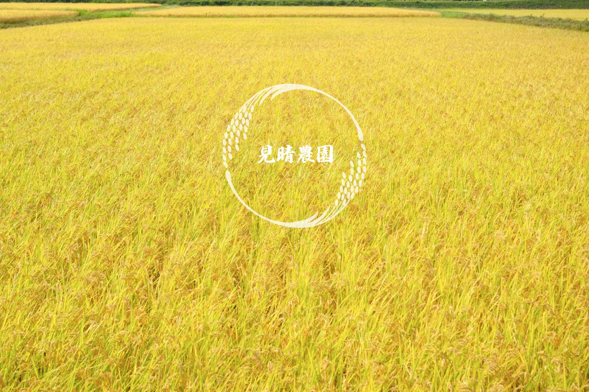 棚田
